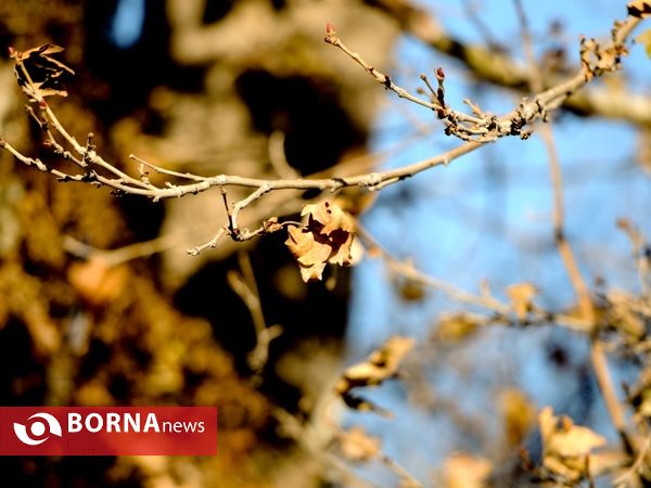 آخرین لحظات پاییزی