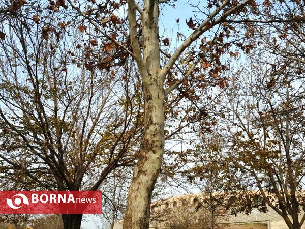 آخرین لحظات پاییزی