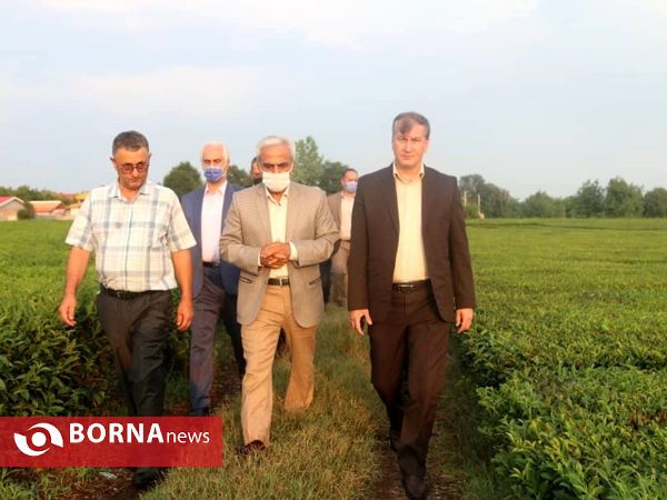 بازدید معاون وزیر جهاد کشاورزی از باغات چای در لاهیجان