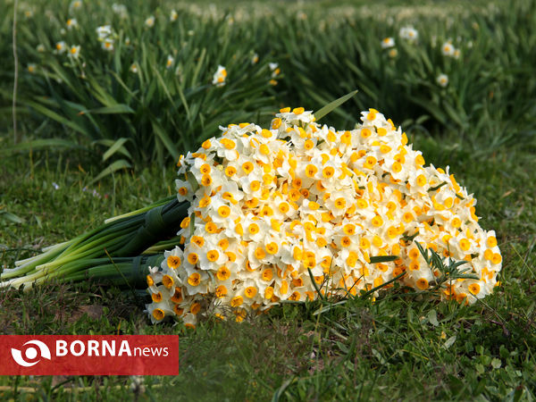 برداشت گل نرگس در گله‌دار فارس