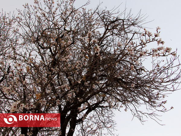 شکوفه های بهاری-شیراز