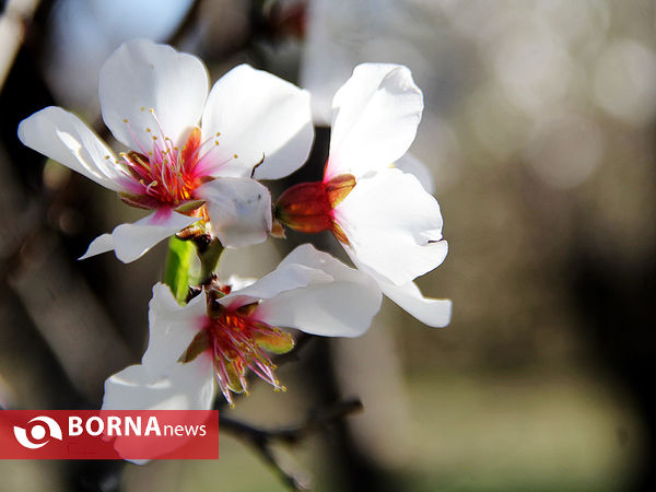 شکوفه‌های بهاری در شیراز