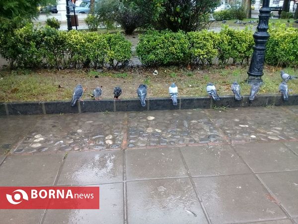 حال و هوای پاییز در رشت