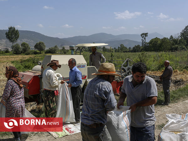 برداشت برنج از مزارع استان مازندران