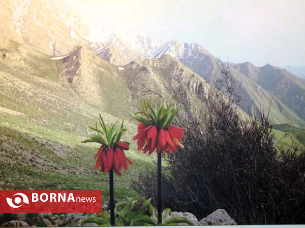 گالری "بهشت گمشده ایران، هورامان"