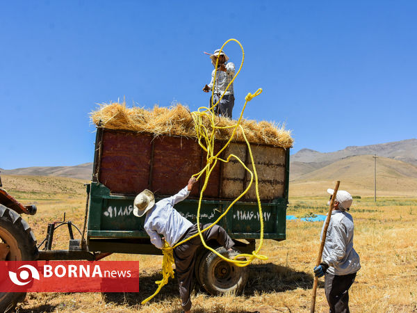 برداشت سنتی جو دیم
