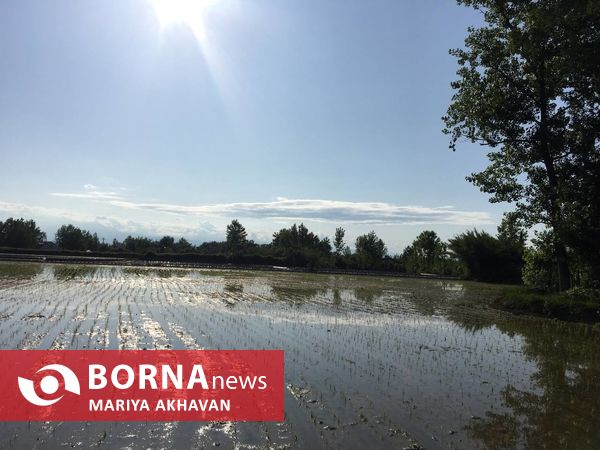 پسیخان رشت جاذبه طبیعی و گردشگری استان گیلان