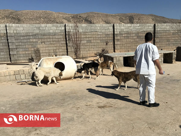 پناهگاه حیوانات در شیراز؛ جایی برای دوستی انسان و حیوان