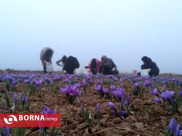 جشن شکر گزاری برداشت زعفران در پایتخت زعفران جهان (8)