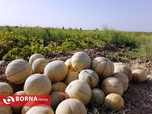 آغاز برداشت طالبی  از مزارع شهرستان ورامین