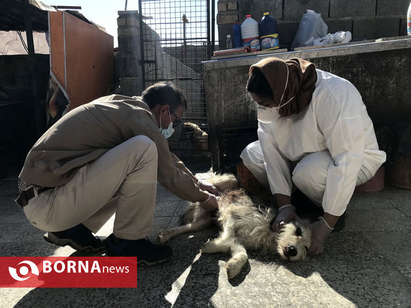 پناهگاه حیوانات در شیراز؛ جایی برای دوستی انسان و حیوان