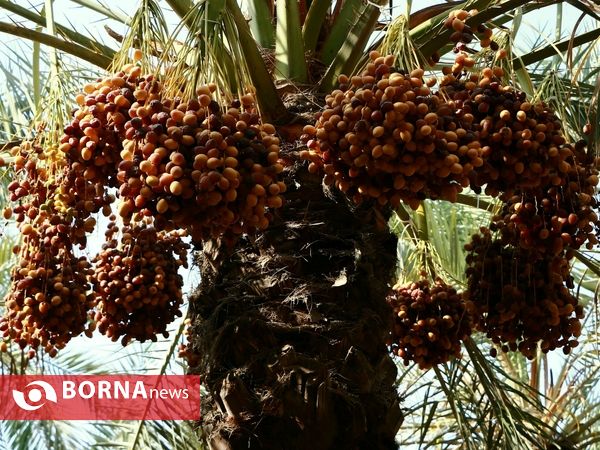 برداشت خارک و رطب روستای امام حسن(ع)