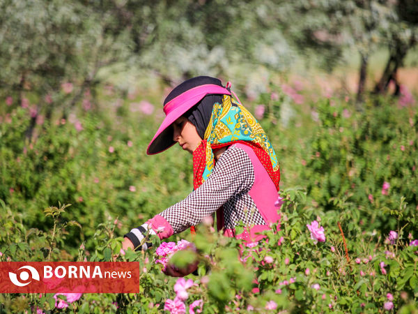 برداشت گل محمدی در شهر ساروق