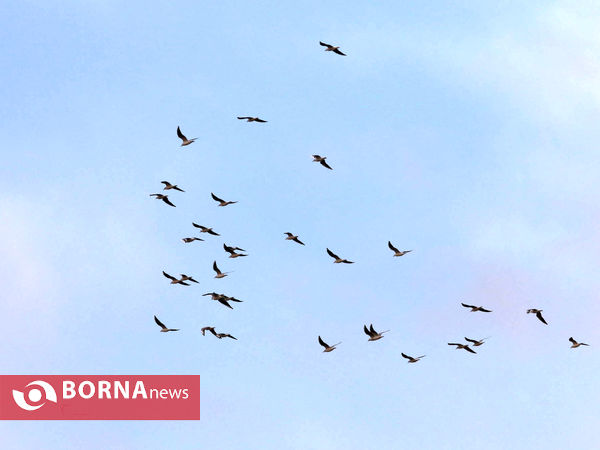 استقلال تهران  ۰- سایپا تهران ۰