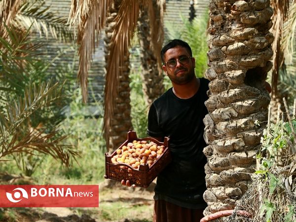 برداشت خارک و رطب روستای امام حسن(ع)
