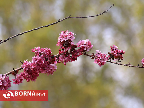 باغ گلها در فصل بهار اصفهان