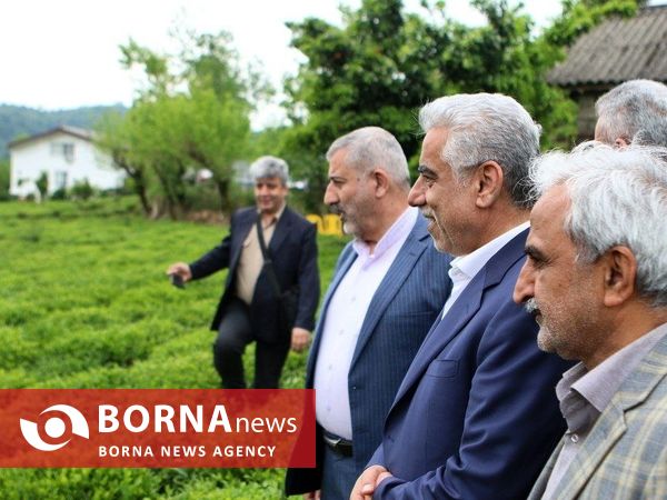 آغاز برداشت برگ سبز چای در گیلان