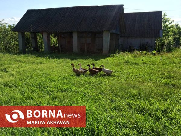 پسیخان رشت جاذبه طبیعی و گردشگری استان گیلان