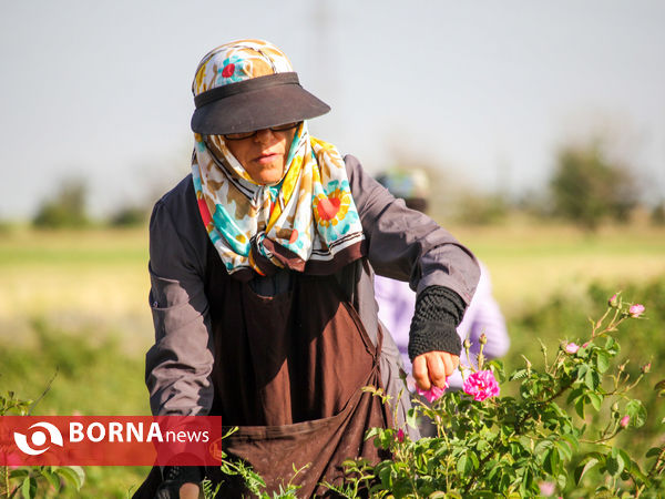 برداشت گل محمدی در شهر ساروق