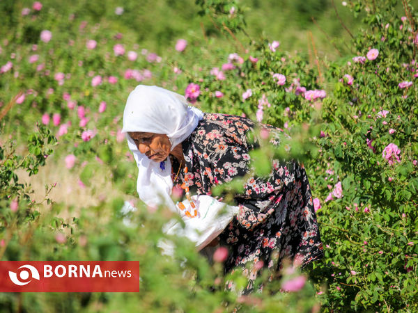 برداشت گل محمدی در شهر ساروق