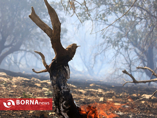 آتش سوزی در جنگل های شلم در استان ایلام