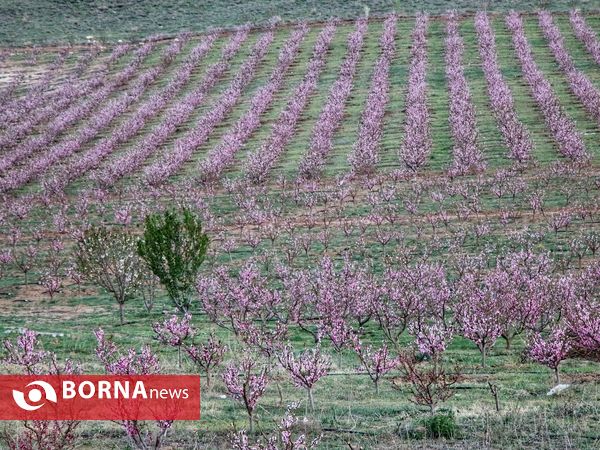 شکوفه های صورتی ارومیه