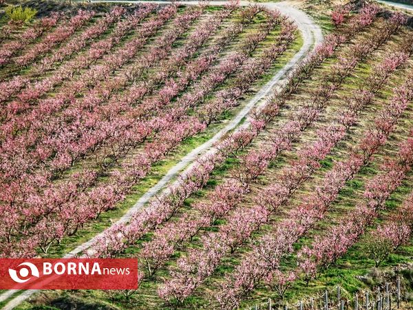 شکوفه های صورتی ارومیه