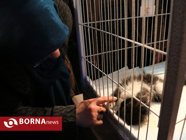 برپایی نخستین نمایشگاه حیوانات خانگی در مشهد