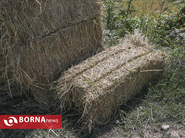 برداشت برنج از مزارع استان مازندران