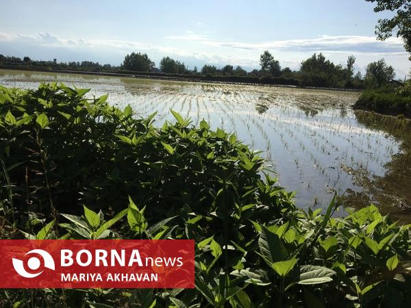 پسیخان رشت جاذبه طبیعی و گردشگری استان گیلان