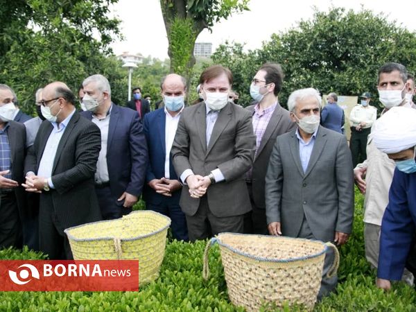 برداشت نخستین برگ چای در سال ۱۴۰۰