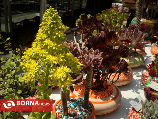 هفدهمین نمایشگاه بین المللی گل و گیاه