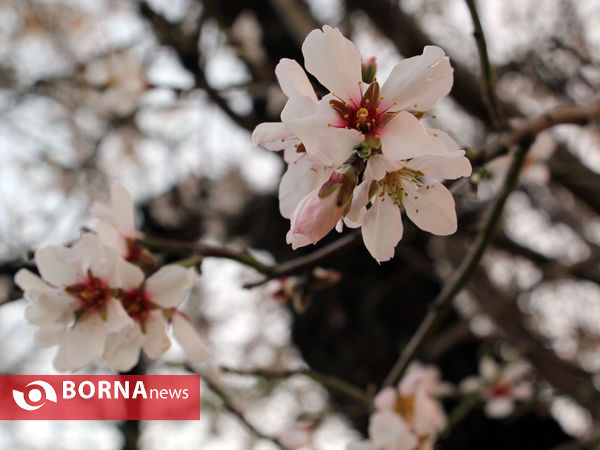 شکوفه های بهاری-شیراز