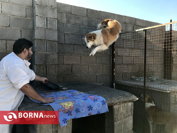 پناهگاه حیوانات در شیراز؛ جایی برای دوستی انسان و حیوان