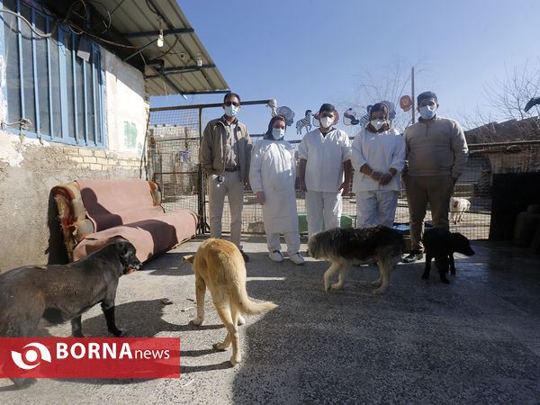 پناهگاه حیوانات در شیراز؛ جایی برای دوستی انسان و حیوان