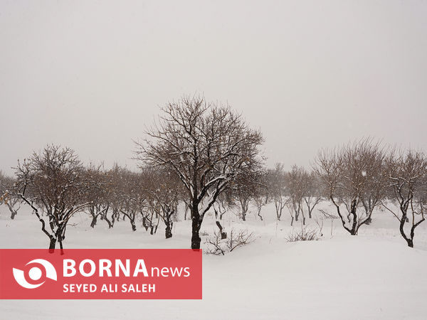 کشت هلو در حوالی کمربندی سامان - تیران ( چهارمحال و بختیاری)