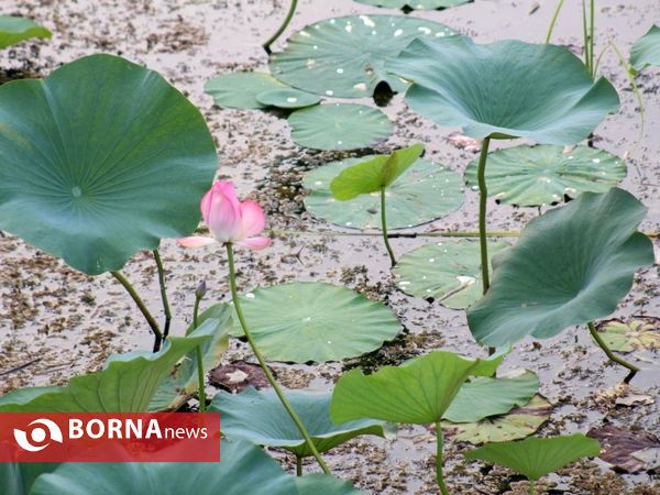 تالاب بین المللی امیر کلایه _ لاهیجان