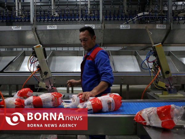 بزرگترین و مدرنترین کشتارگاه طیور در شمالغرب کشور