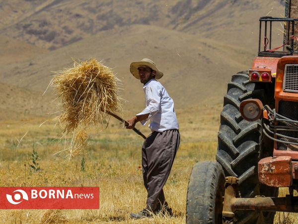 برداشت سنتی جو دیم