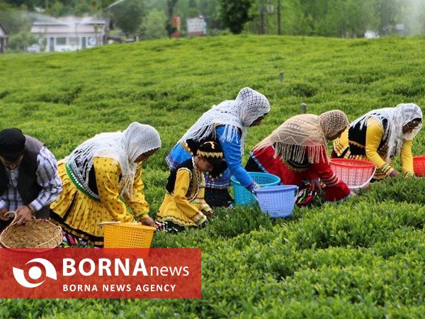 آغاز برداشت برگ سبز چای در گیلان