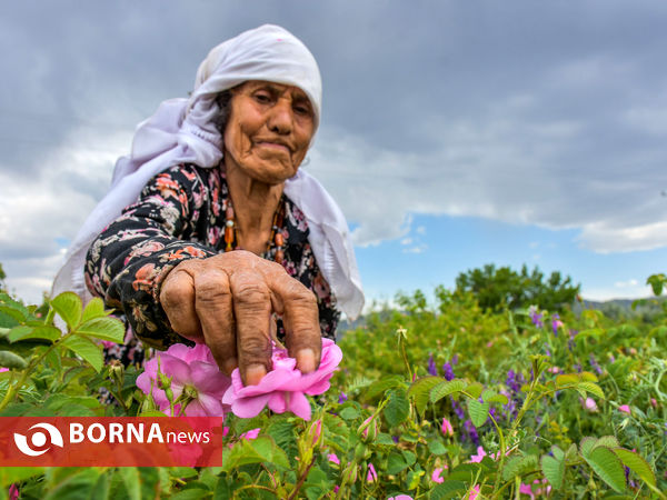 برداشت گل محمدی در شهر ساروق