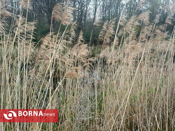 تالاب حاجی آباد لاهیجان