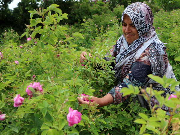 برداشت گل محمدی در روستای عنصرود
