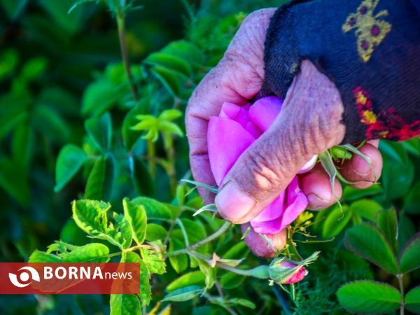 برداشت گل محمدی در دلیجان