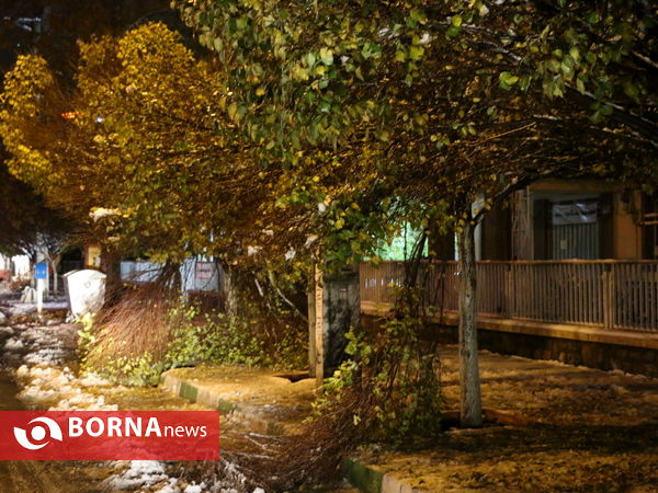 خسارت برف سنگین به درختان ارومیه