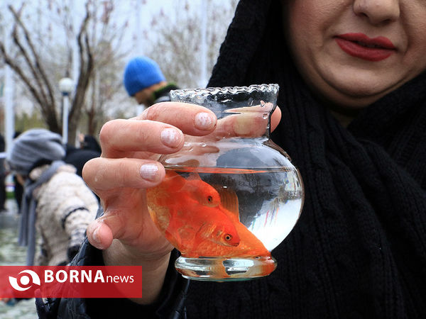 اهدای هشت هزار قطعه ماهی قرمز به مردم در بوستان کوهسنگی