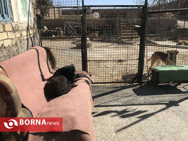 پناهگاه حیوانات در شیراز؛ جایی برای دوستی انسان و حیوان