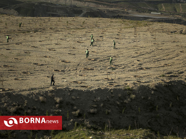 بازدید اعضای شورای شهر تهران از پروژه جنگلکاری 1250 هکتاری