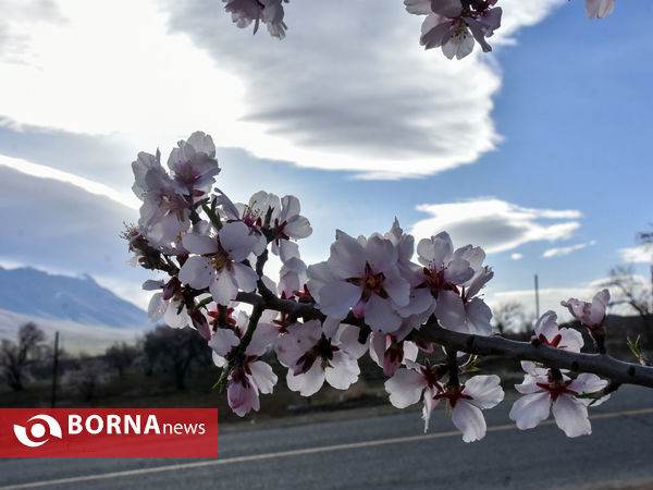 شکوفه های بهاری