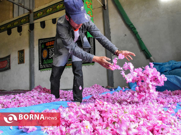 برداشت گل محمدی در شهر ساروق